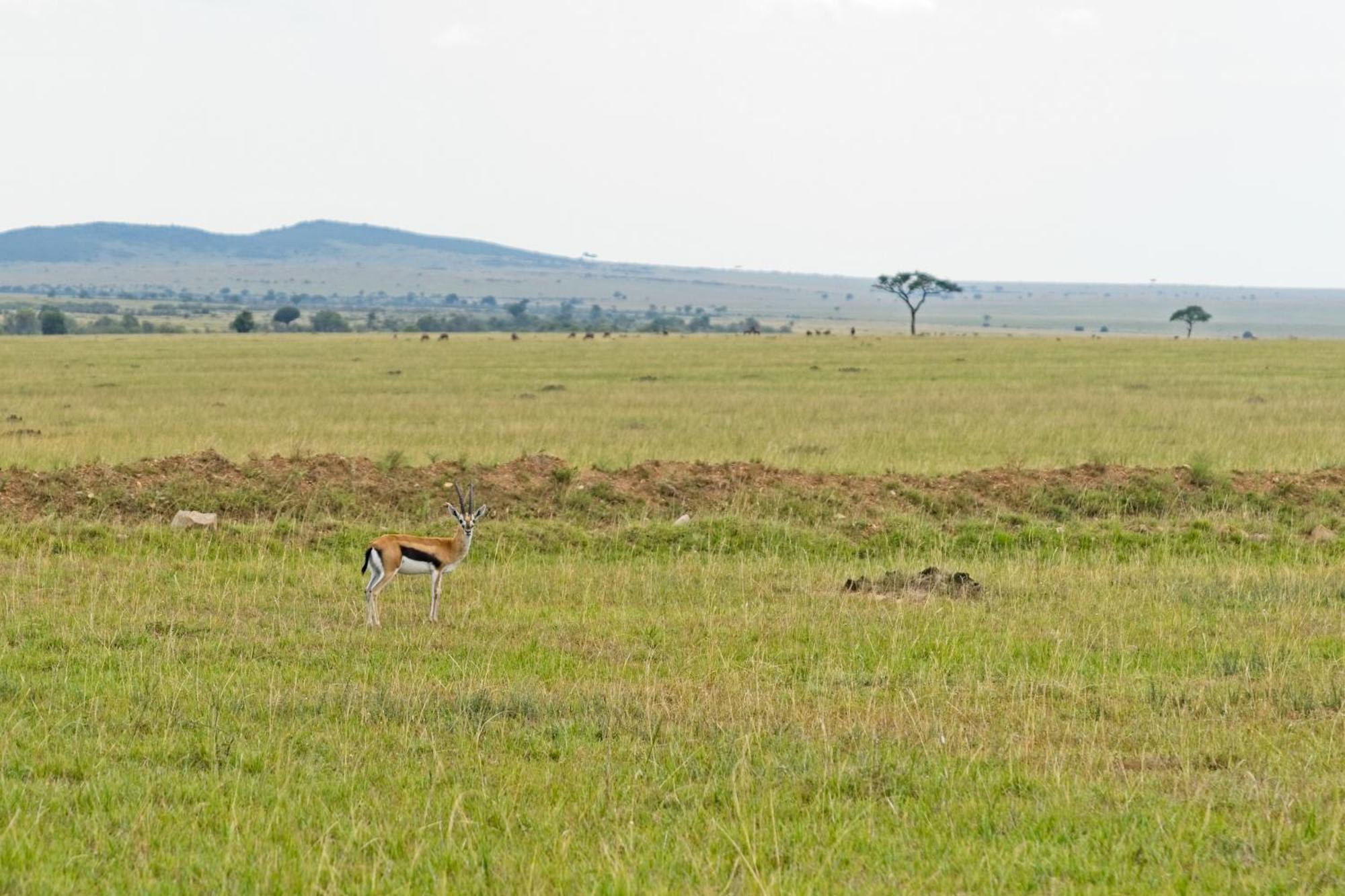 Muthu Keekorok Lodge, Maasai Mara, Narok Exterior foto