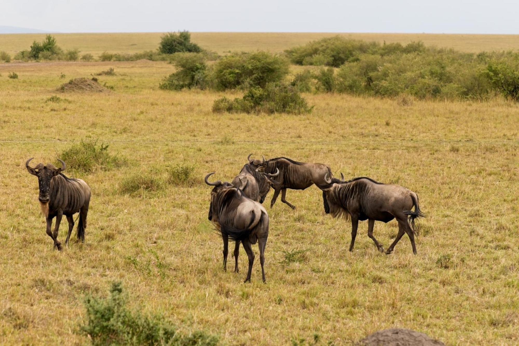 Muthu Keekorok Lodge, Maasai Mara, Narok Exterior foto