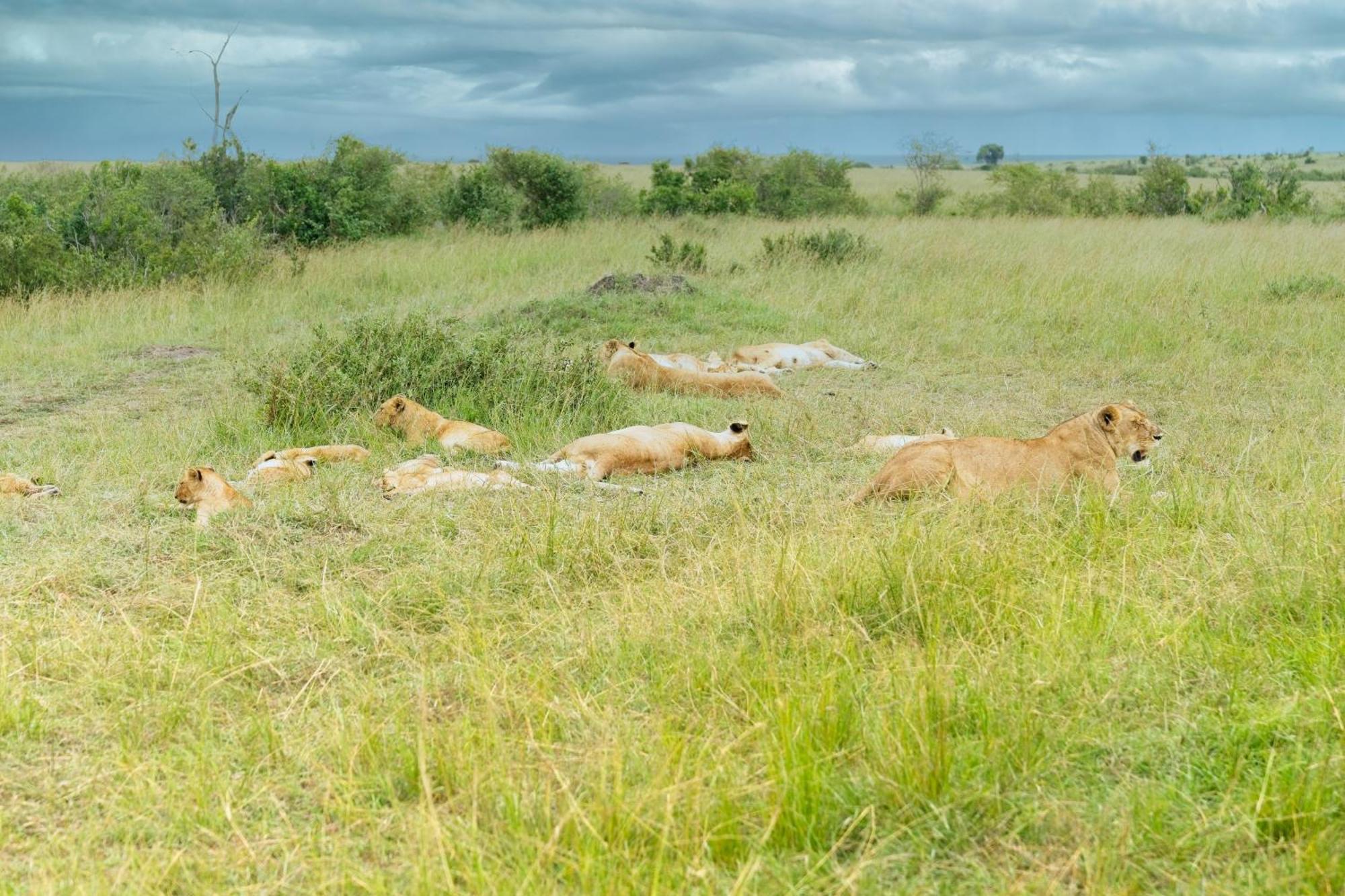 Muthu Keekorok Lodge, Maasai Mara, Narok Exterior foto