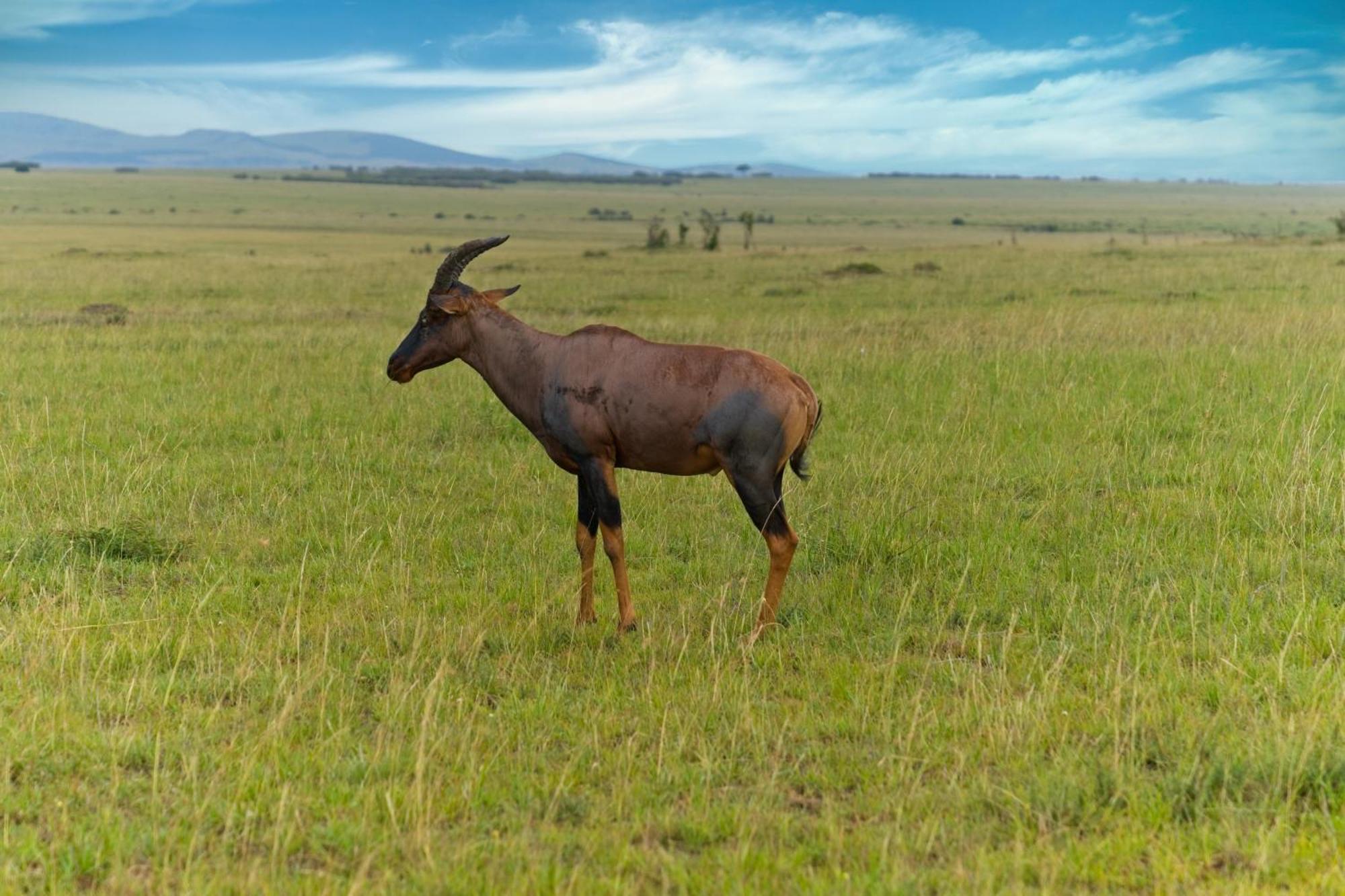 Muthu Keekorok Lodge, Maasai Mara, Narok Exterior foto